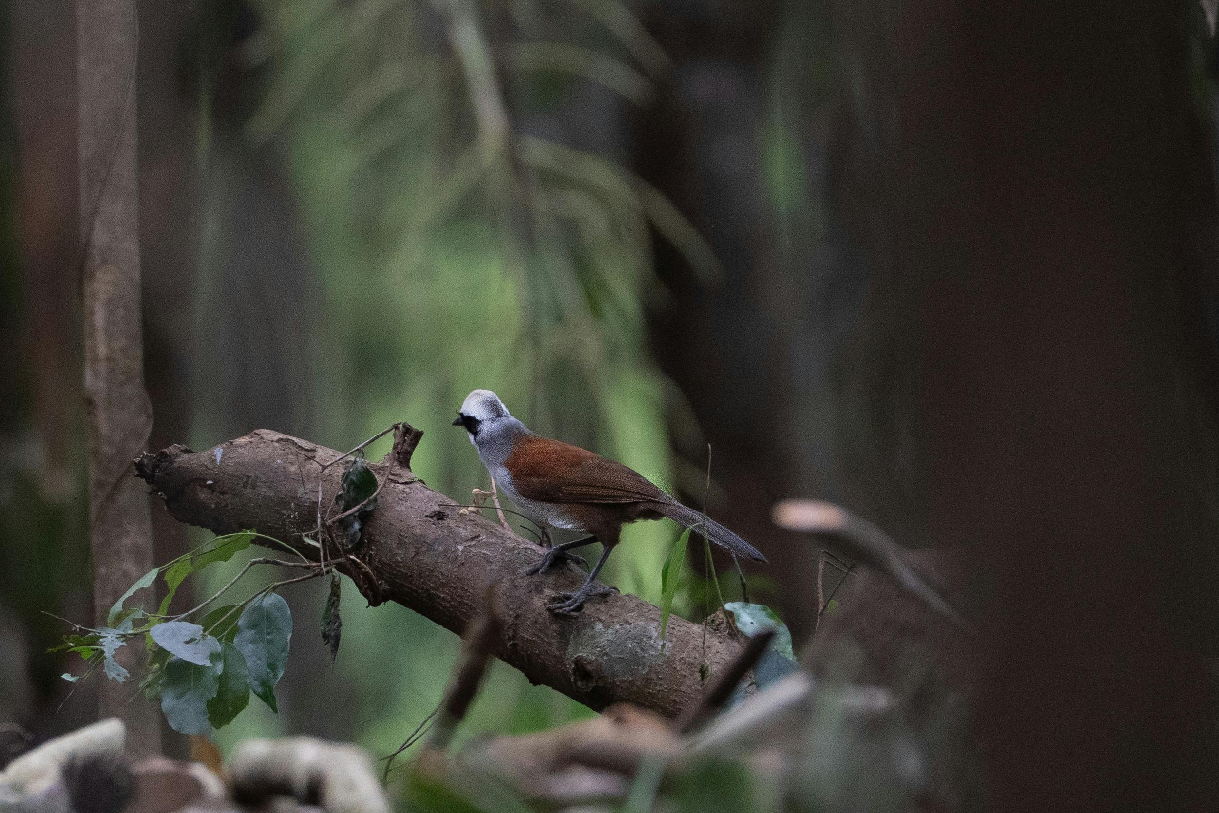 Eco-tourism in Vietnam