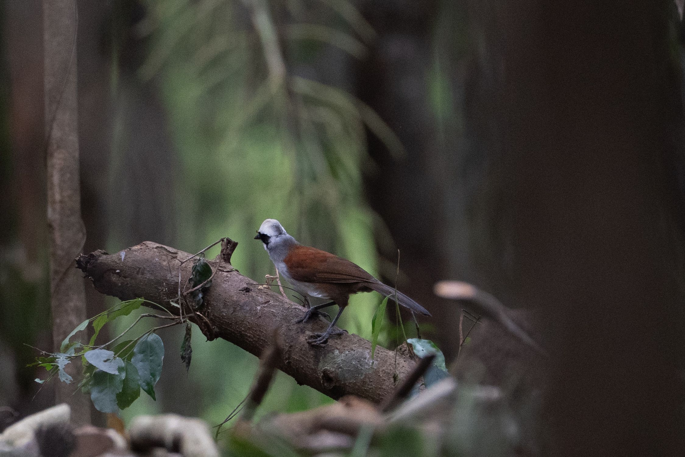 Eco-tourism in Vietnam