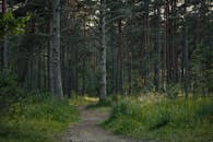 Tranquil Forest Path Amid Towering Trees