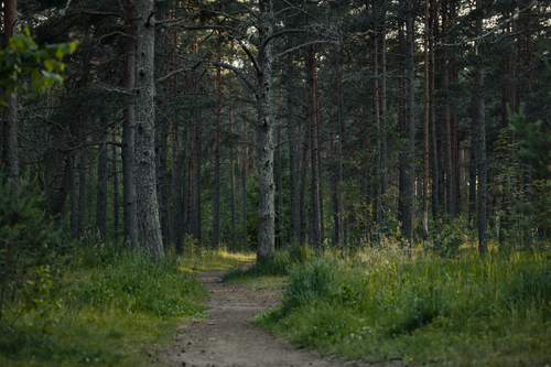 Free Discover serenity in a lush green forest trail, perfect for nature walks and outdoor adventures. Stock Photo