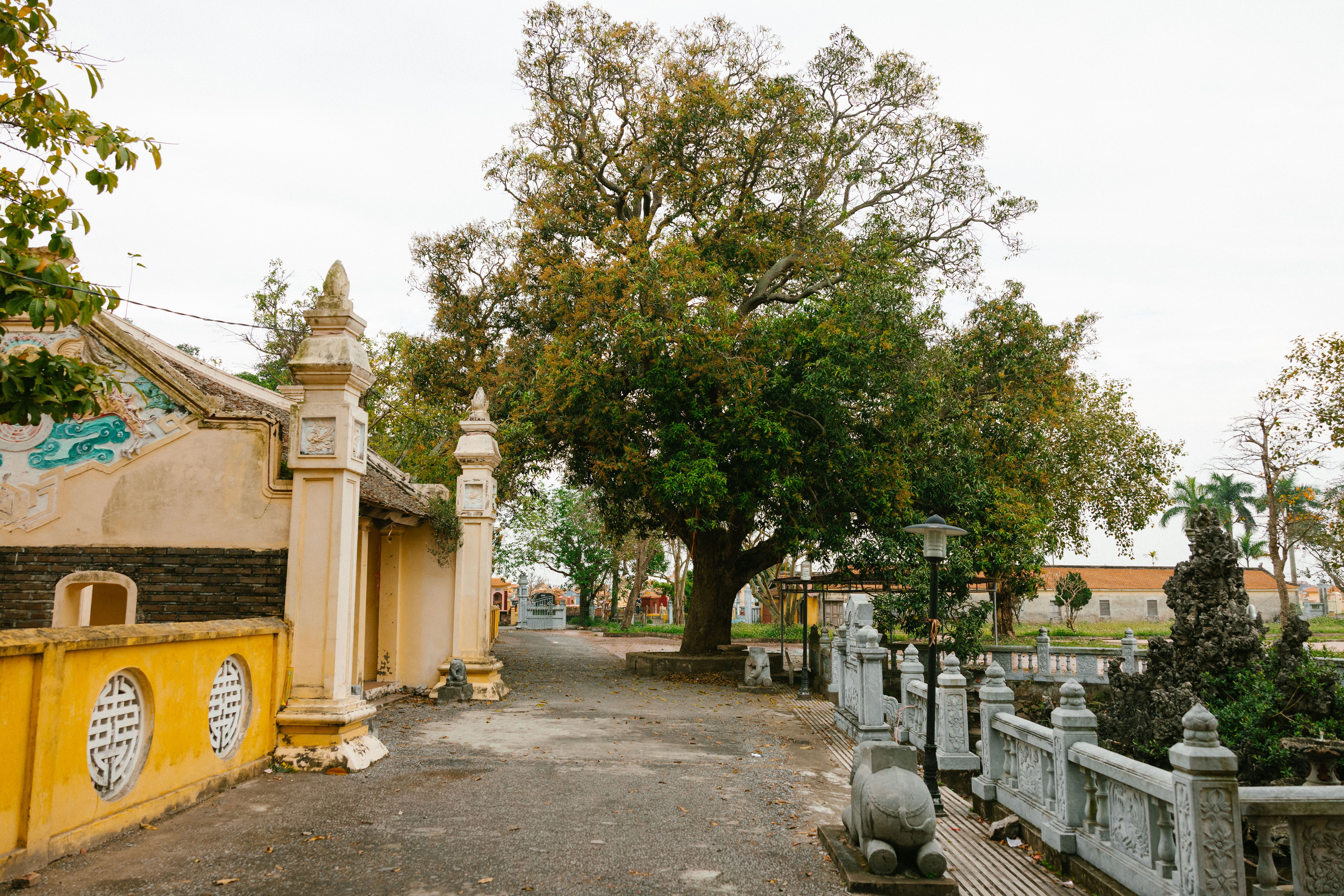 Peaceful temple grounds with a large tree and traditional architecture.