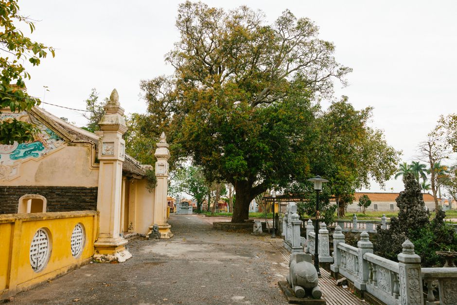 Peaceful temple grounds with a large tree and traditional architecture.