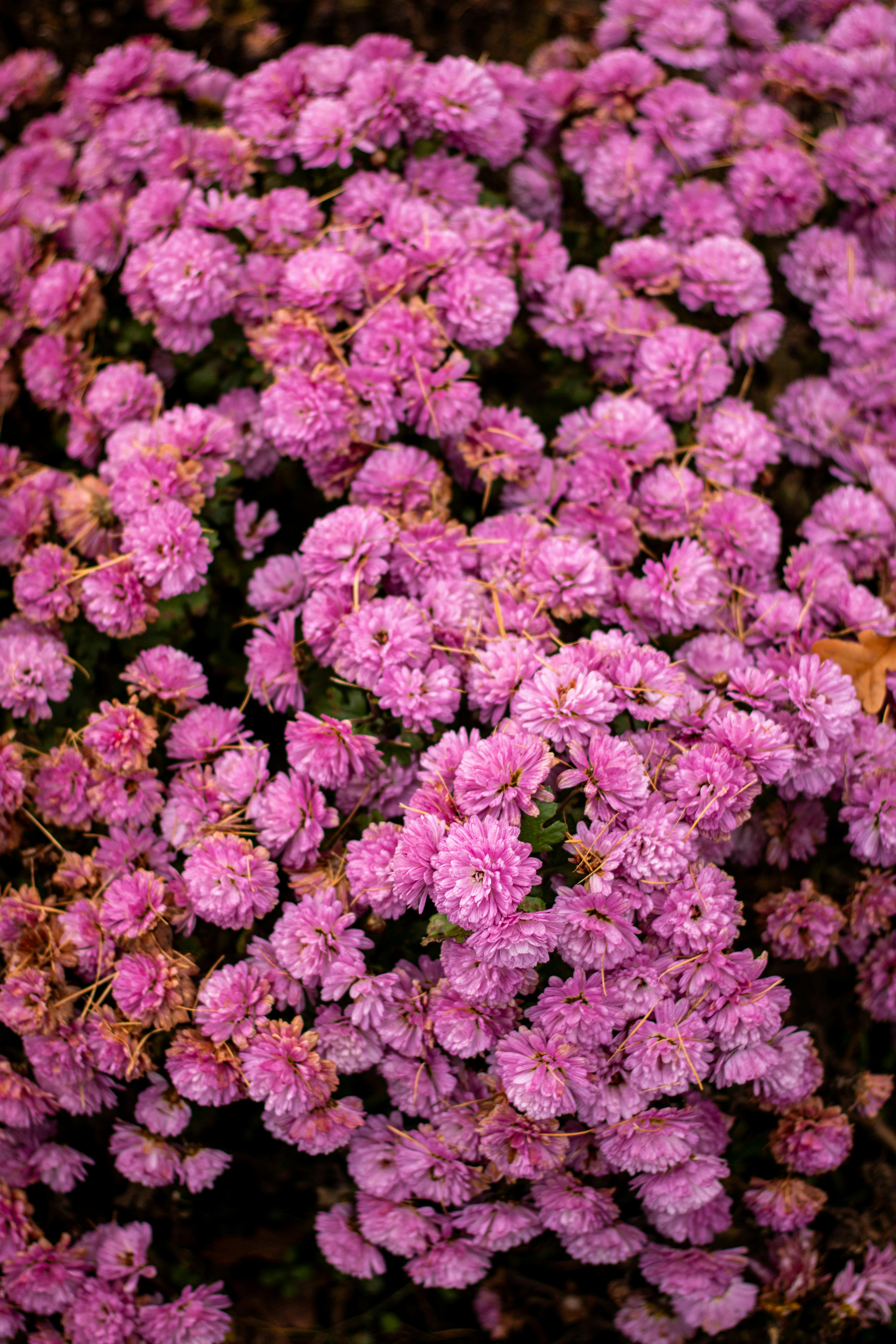 [ColoSach]-a-captivating-cluster-of-vibrant-pink-chrysanthemum-flowers-in-full-bloom,-showcasing-their-natural-beauty.