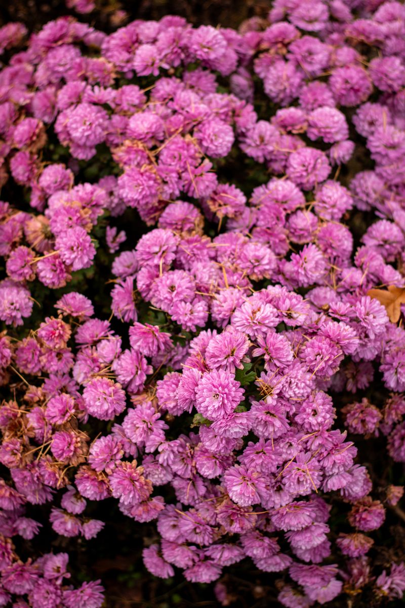 A captivating cluster of vibrant pink chrysanthemum flowers in full bloom, showcasing their natural beauty.