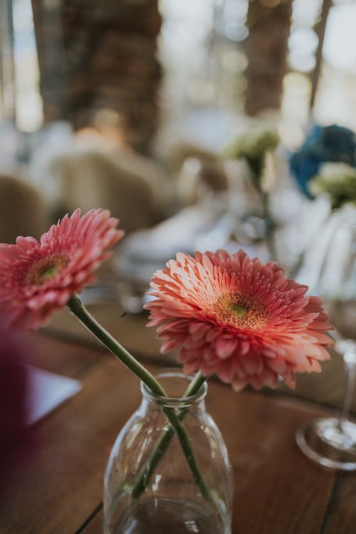 Free Pink gerbera daisies in a glass vase on a table, creating a warm, inviting atmosphere. Stock Photo