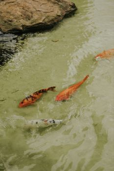 fish photo