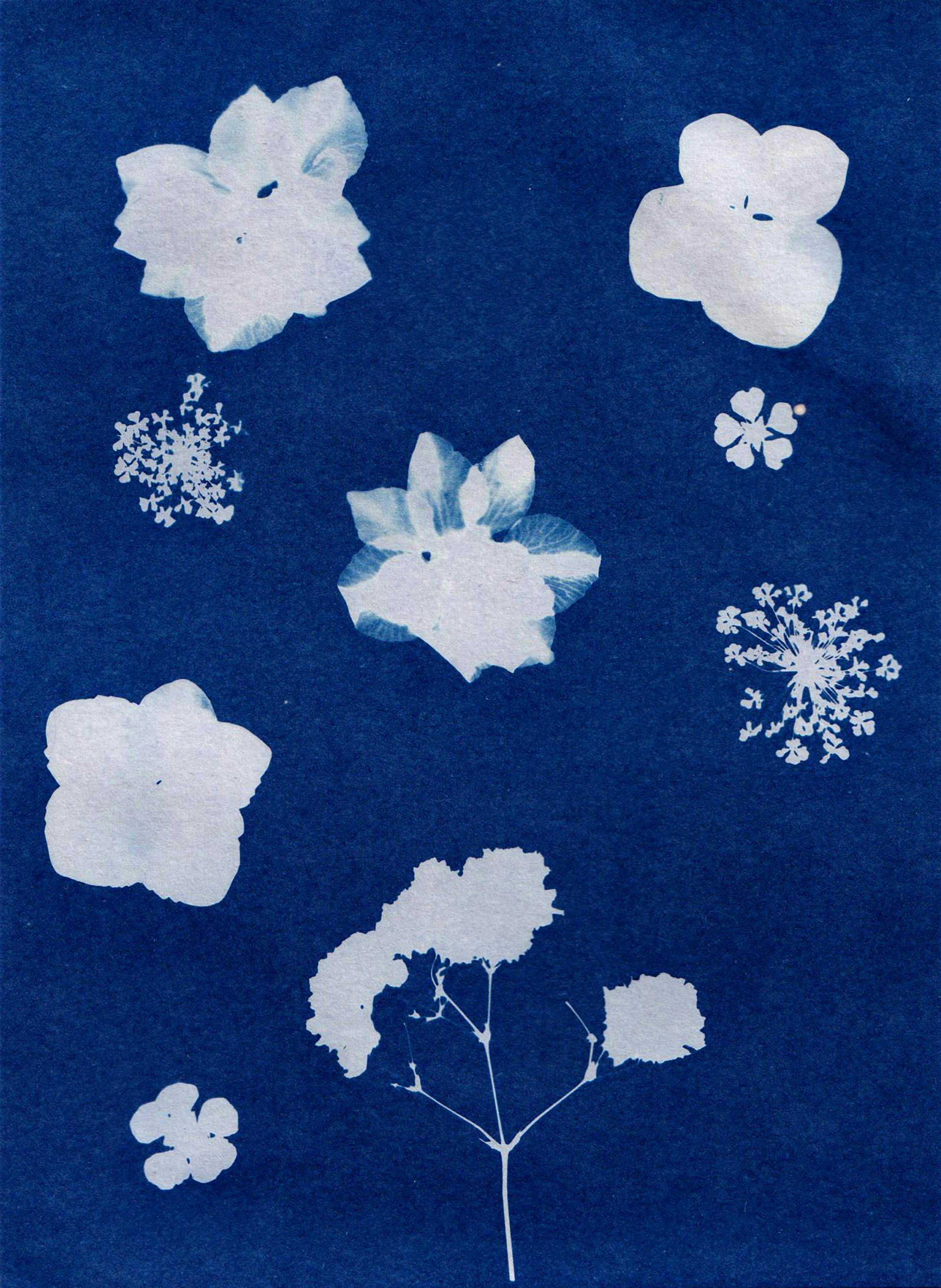Artistic cyanotype featuring floral silhouettes on a deep blue background, showcasing botanical elegance.