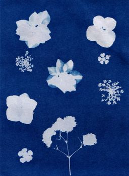 Artistic cyanotype featuring floral silhouettes on a deep blue background, showcasing botanical elegance.