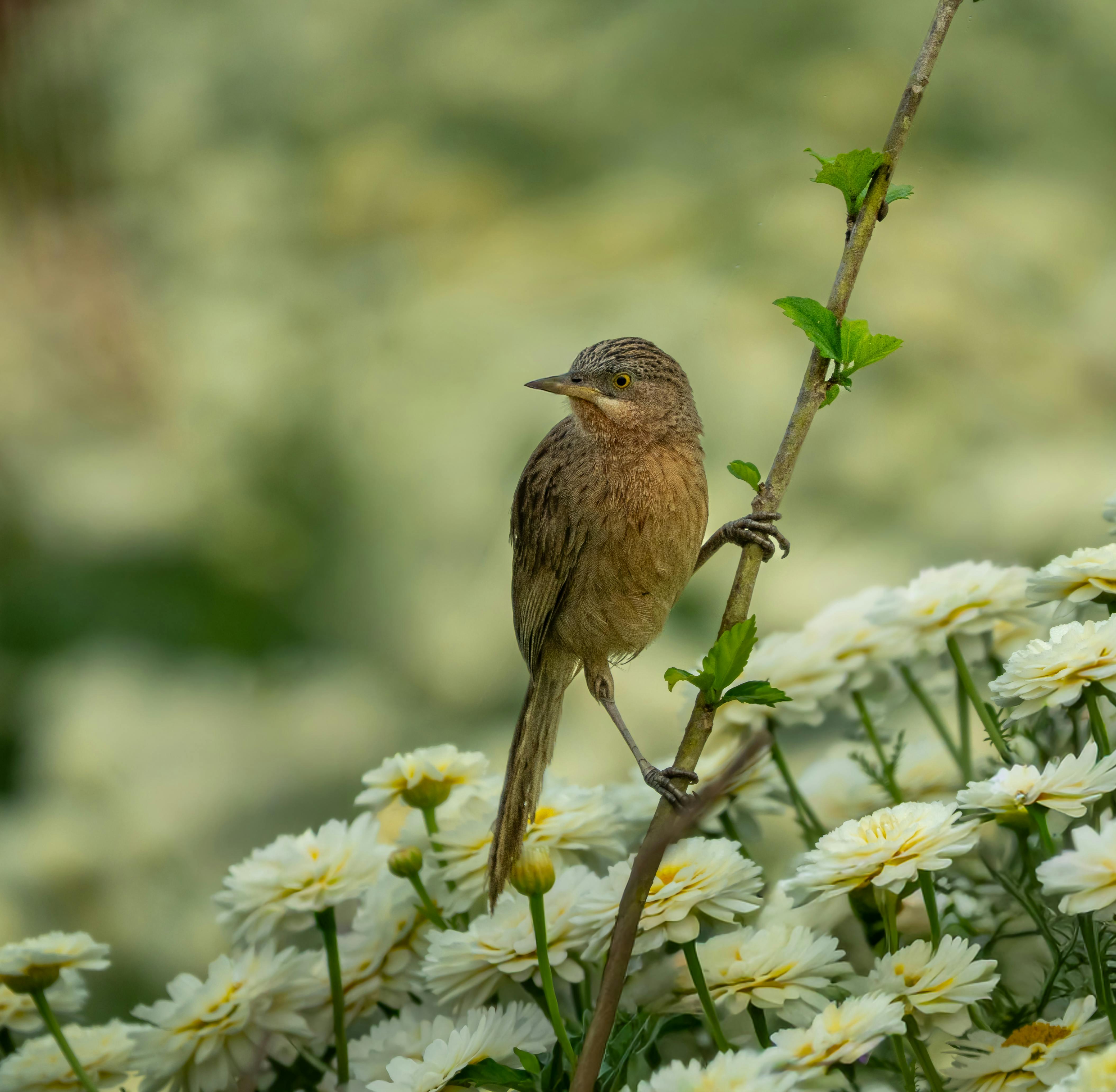 Google Accel India Accelerator Startups 2026: A New Era
