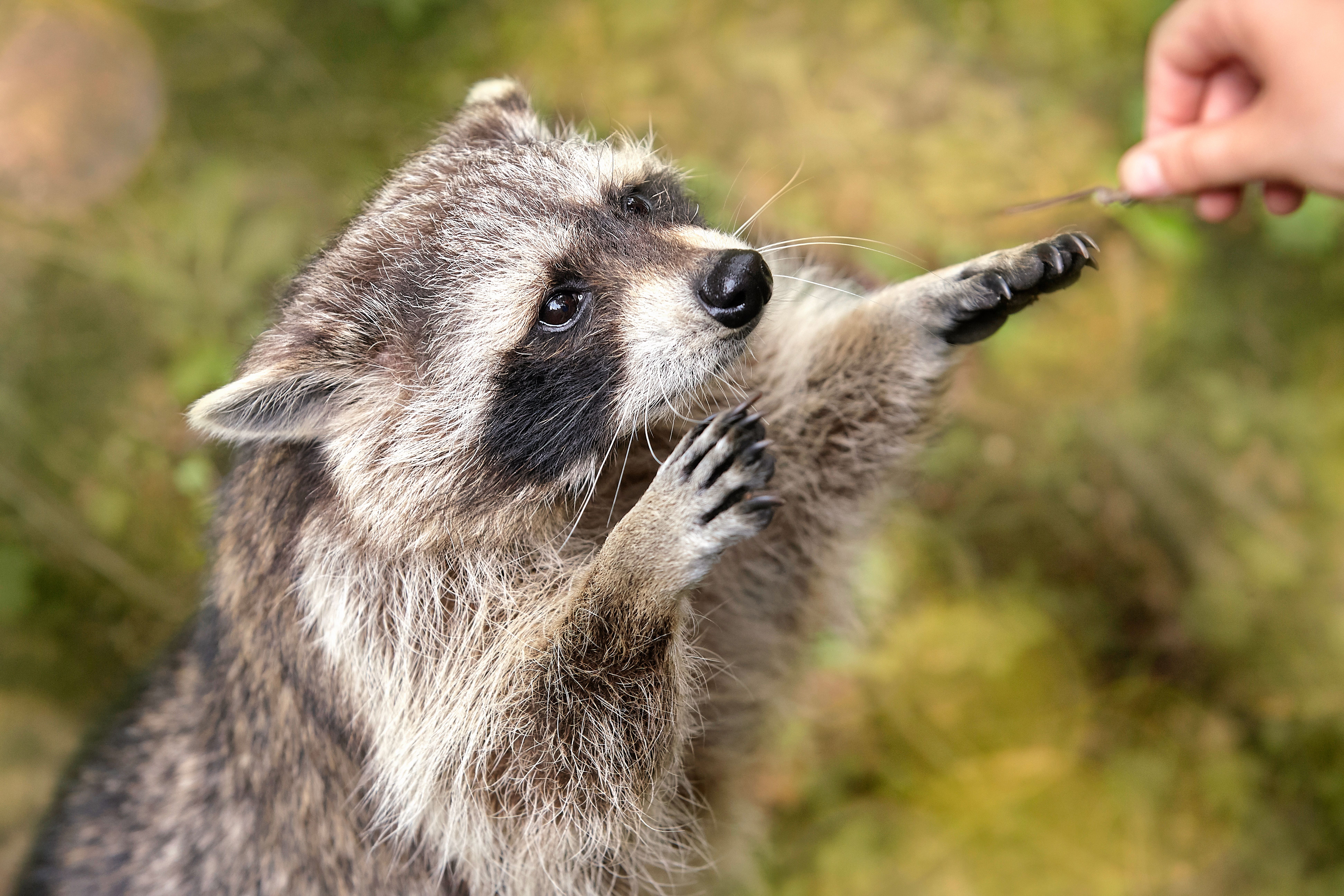 Raccoon Date