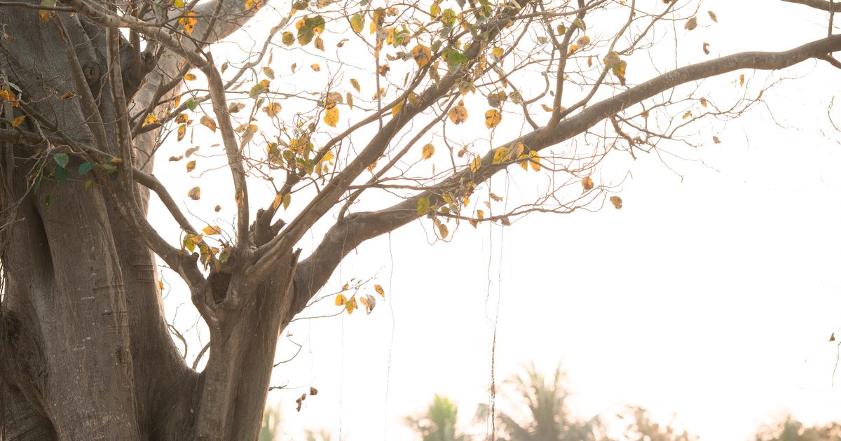 Couple in traditional attire posing under a tree (Wedding Catering in Vellore)