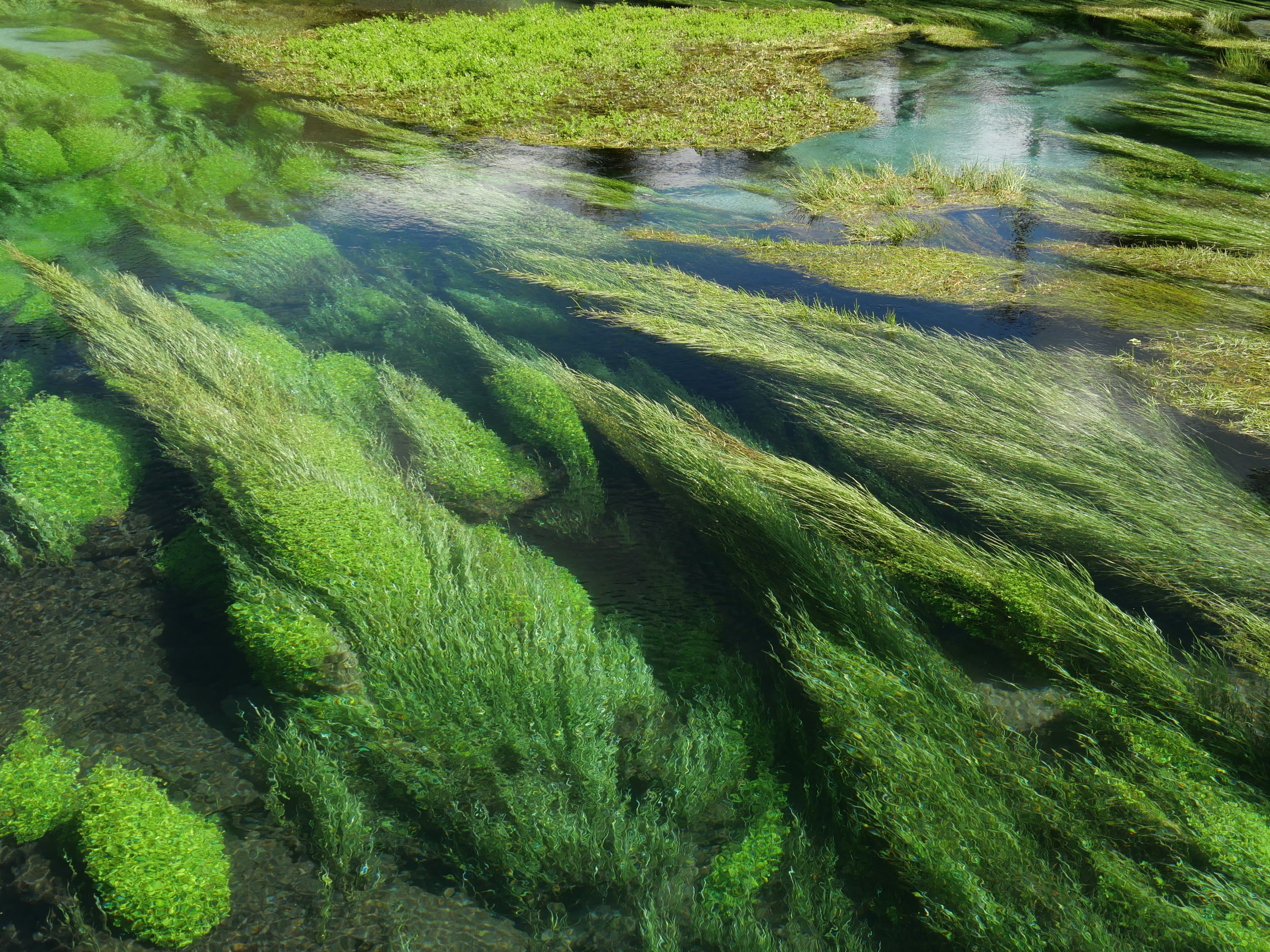Plantas Acuáticas Vibrantes En Aguas Cristalinas De Manantial · Foto de ...