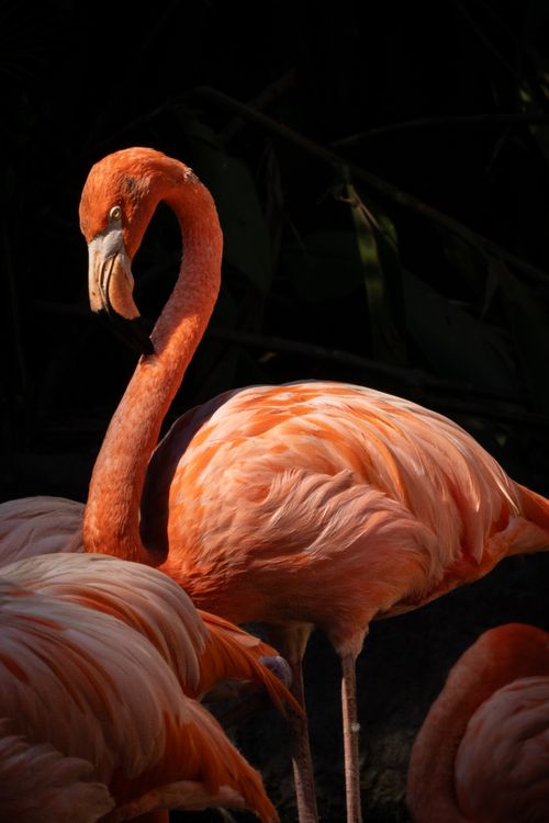 Free Close-up of a vivid flamingo at the zoo in Ciudad de Guatemala, Guatemala. Stock Photo