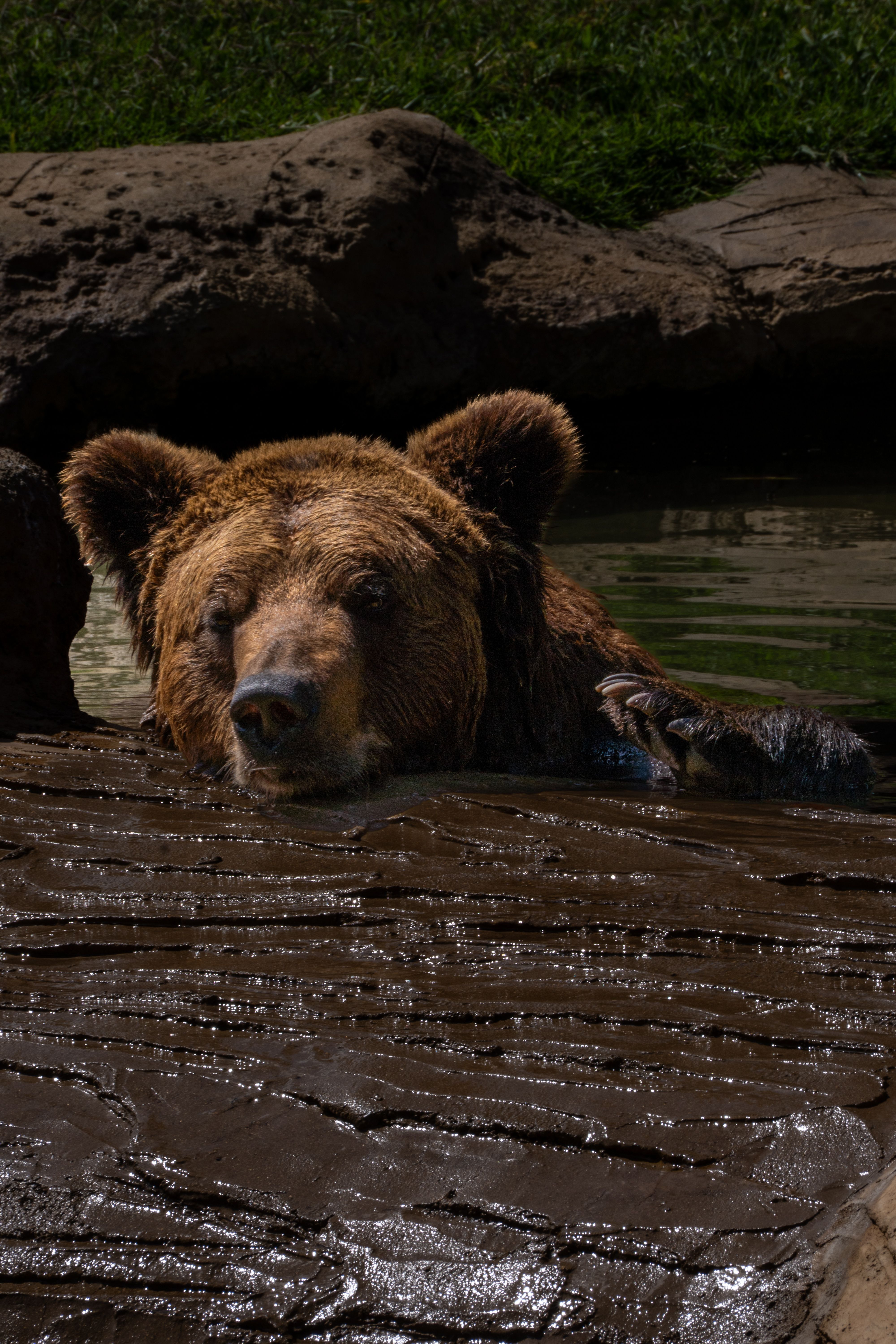 Bear Greg - Extended Vacation On Trantor