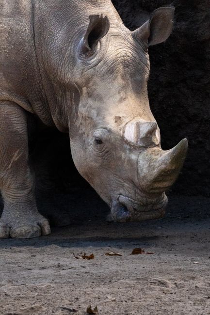 A detailed side view of a white rhinoceros at a zoo in Ciudad de Guatemala.