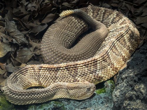 Free A detailed view of a rattlesnake coiled amongst dry leaves and rocks, showcasing its distinctive scales. Stock Photo