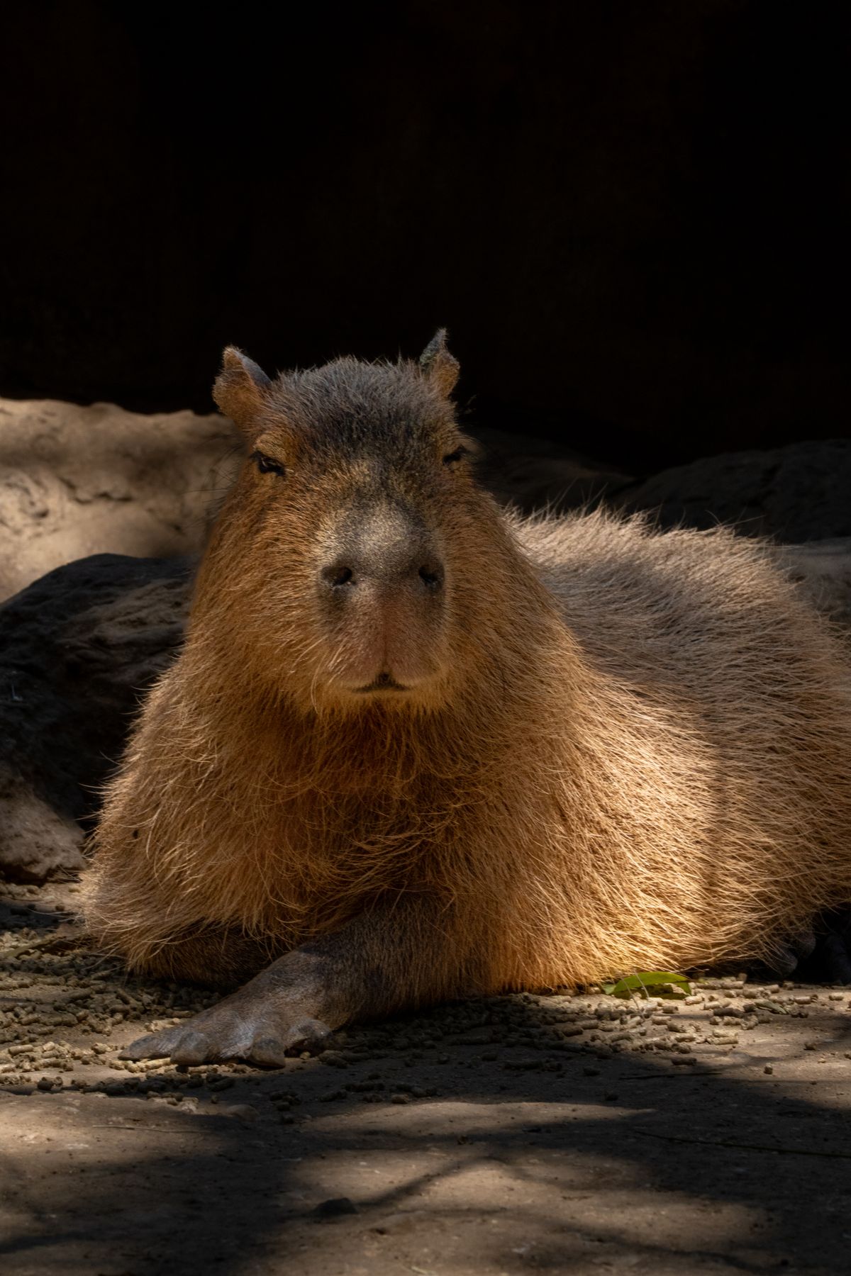 Capybara