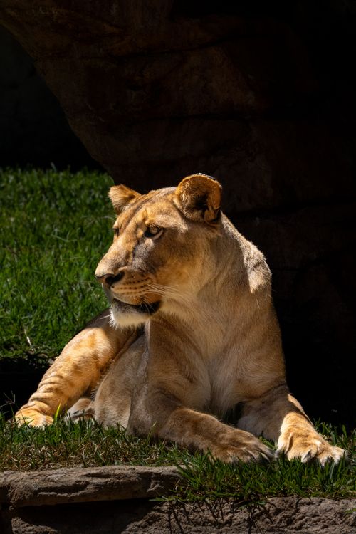 Free An elegant lioness relaxes under the sun, showcasing her strength and grace. Stock Photo