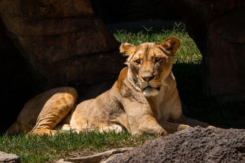 Free A lioness lies in the sun, exuding grace and power, set against a rocky backdrop. Stock Photo
