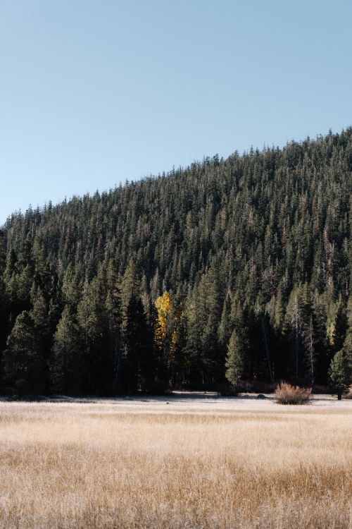 Free A tranquil forest scene featuring lush pine trees and golden field under a clear blue sky. Stock Photo