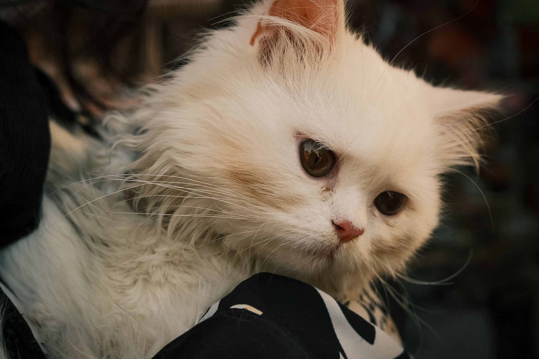 Healthcare and wellness consultation for a cat