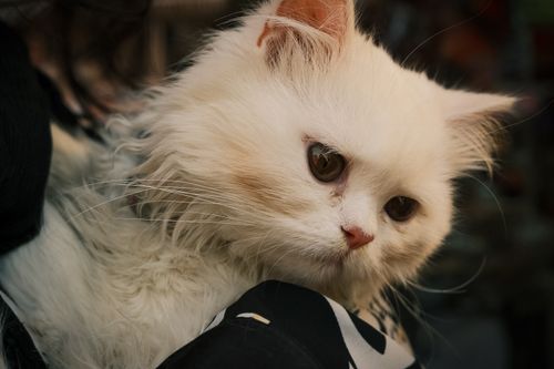 Free Close-up of a fluffy white Persian cat with expressive eyes in a cozy indoor setting. Stock Photo