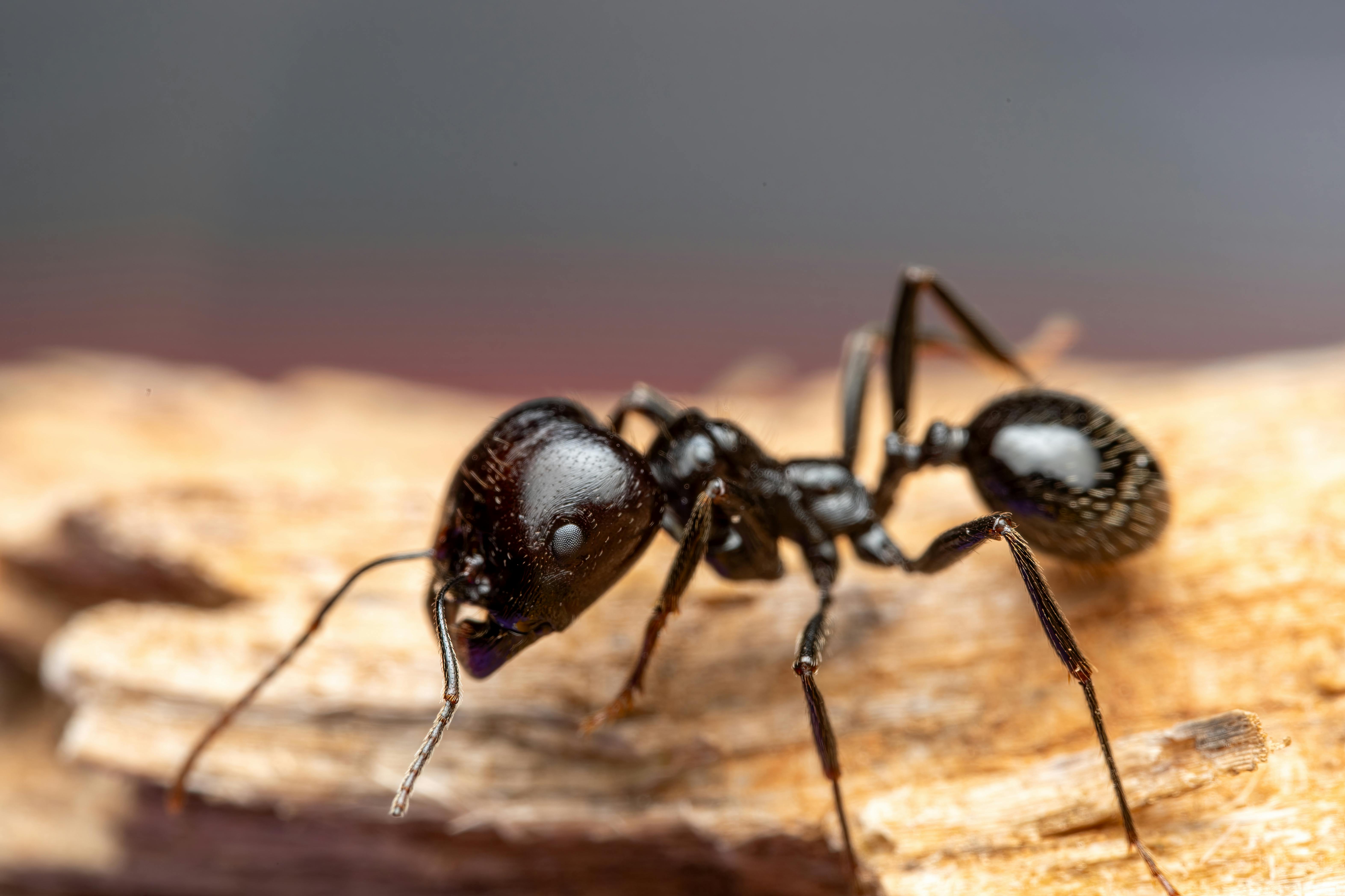 Close‑up of ant trails across a garden path