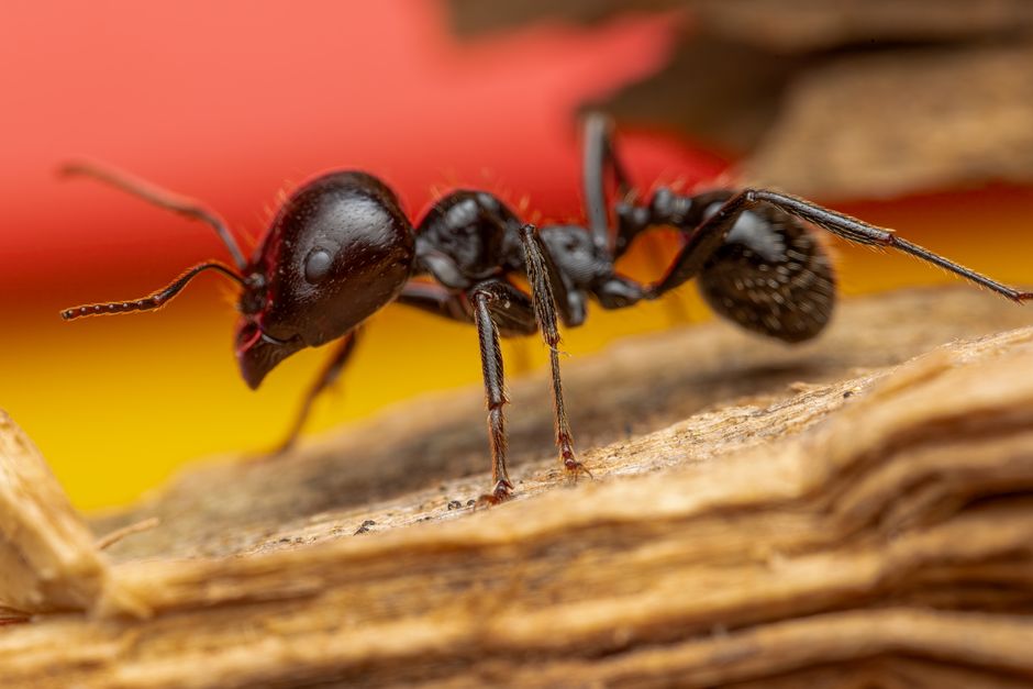 comparison of carpenter ant and termite anatomy - carpenter ants natural removal comparison of carpenter ant and termite anatomy - carpenter ants natural removal