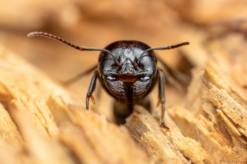 Fourmi charpentière sur une surface en bois — Traitement vrillettes en Doubs