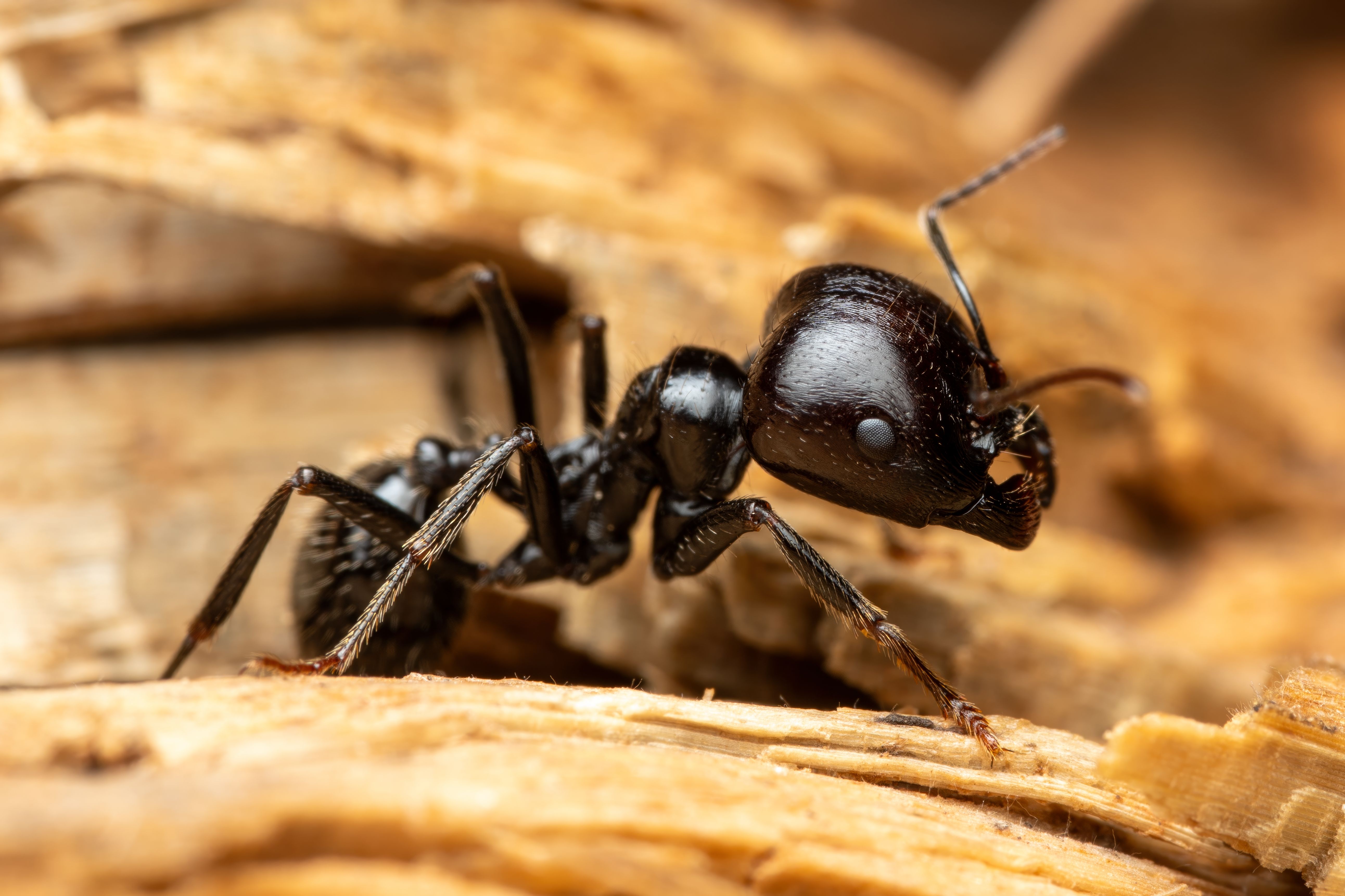 Close-up of Black Carpenter Ant on Wood · Free Stock Photo