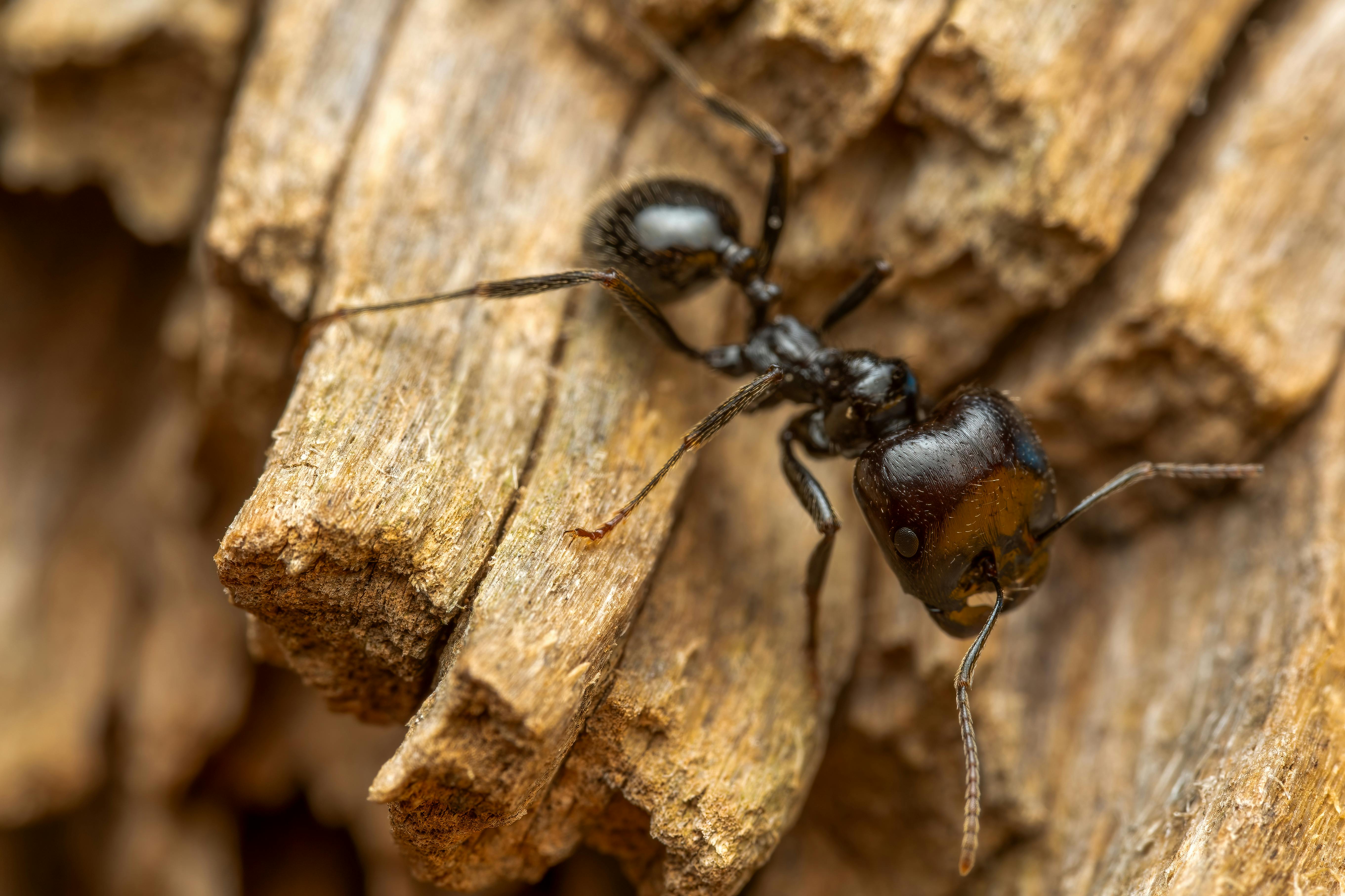 Ant trail crossing a kitchen counter