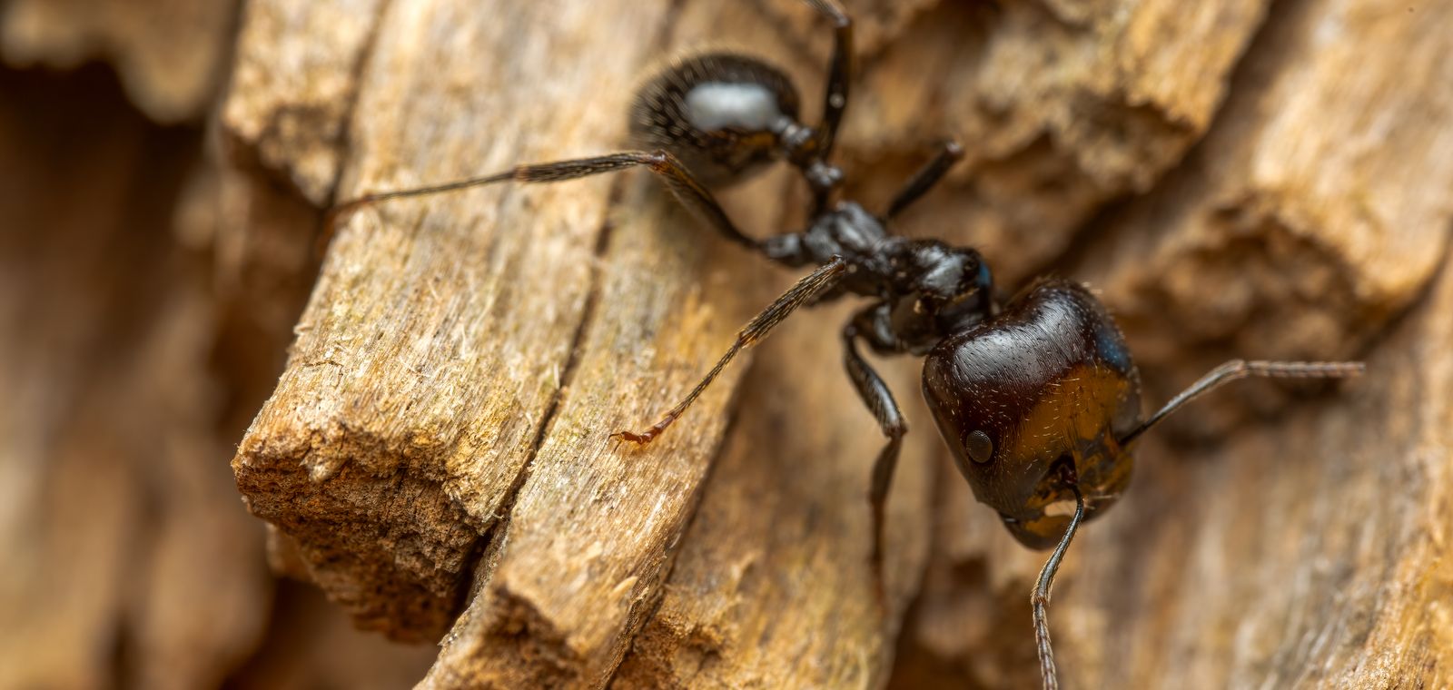 Black carpenter ant on wood, close-up