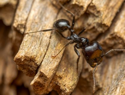 Black carpenter ant on wood