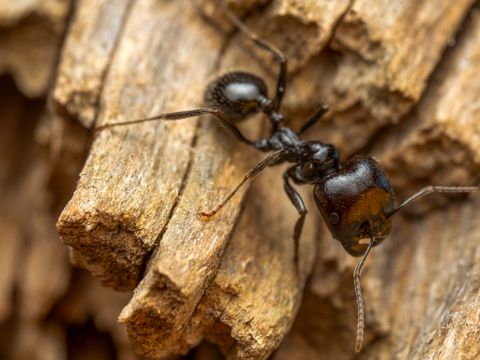 Black carpenter ant on wood