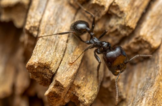 Black carpenter ant on wood, close-up
