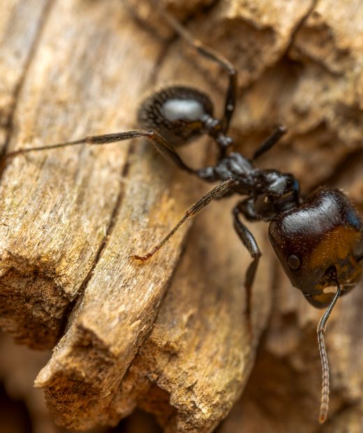 Black carpenter ant on wood, close-up