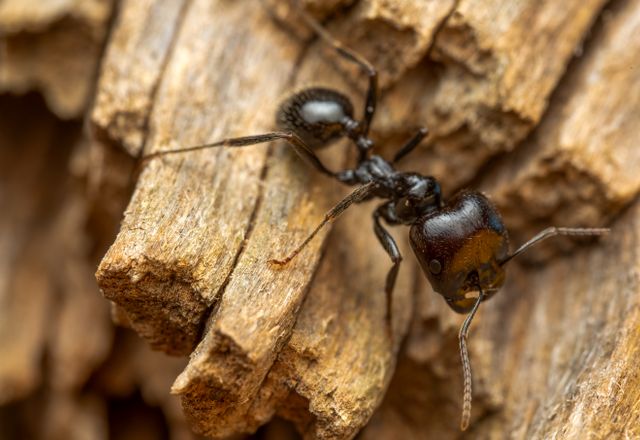 Black carpenter ant on wood, close-up