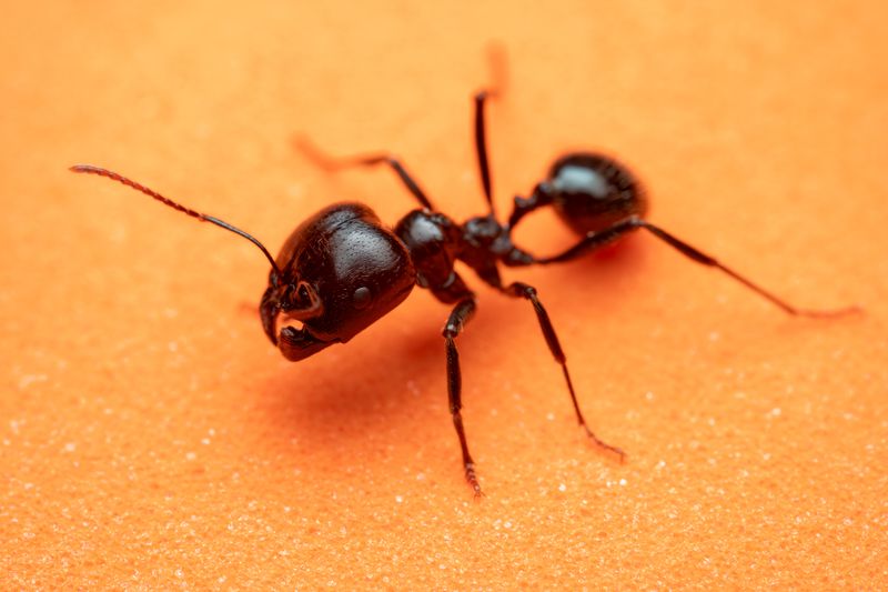 Best Ant Killers and Baits 2026: Reviews by Ant Species