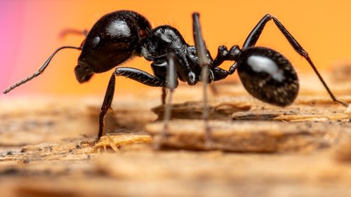 how to get rid of carpenter ants BC