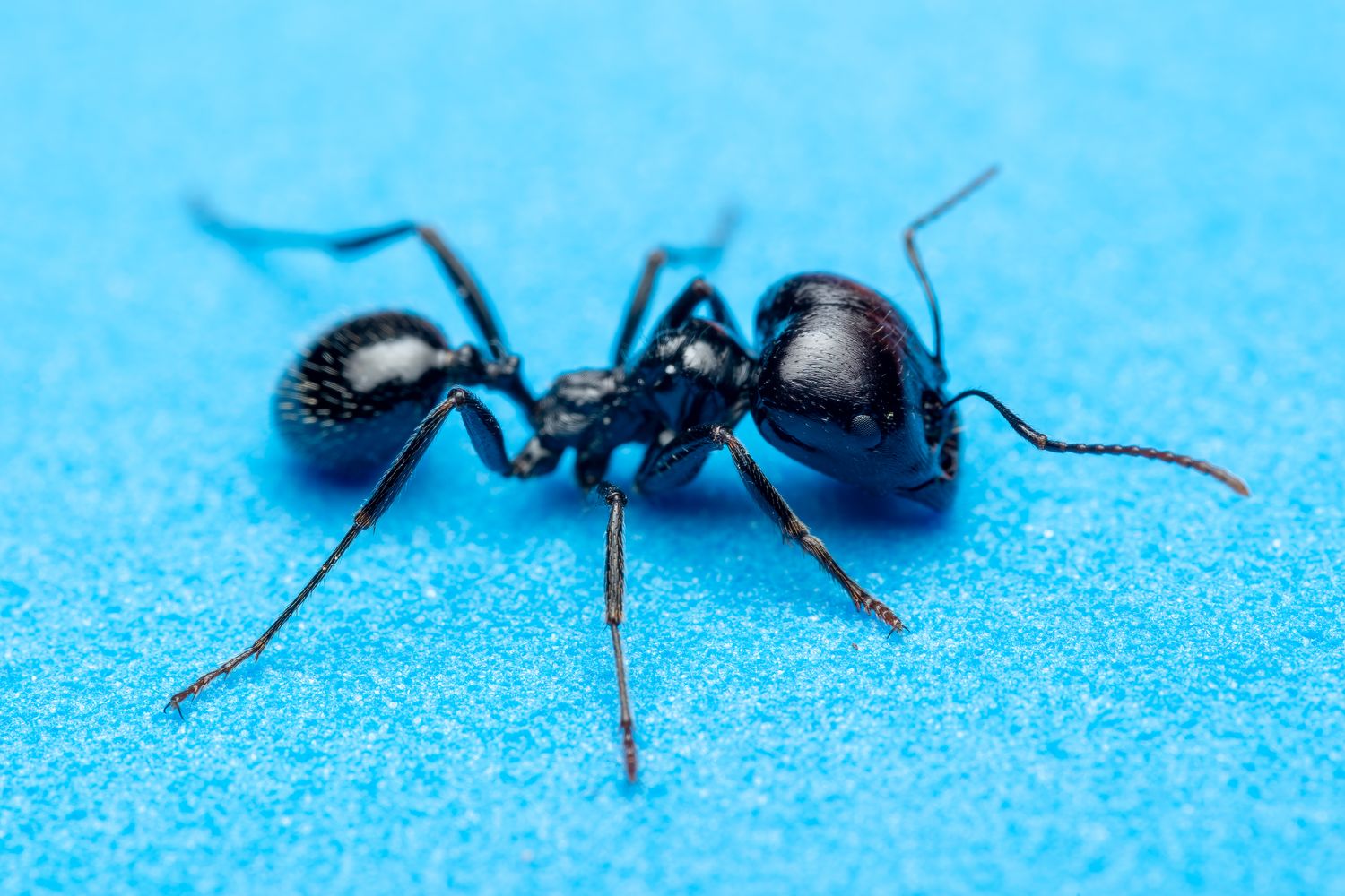 Blue Ant Photos, Download The BEST Free Blue Ant Stock Photos & HD Images