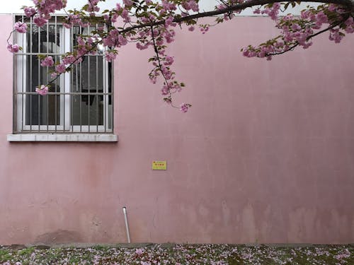 Foto d'estoc gratuïta de arbre, barres, branques