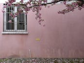 粉红色的墙壁上有一扇窗，樱花枝斜倚在墙边，勾勒出上海春日宁静的景象