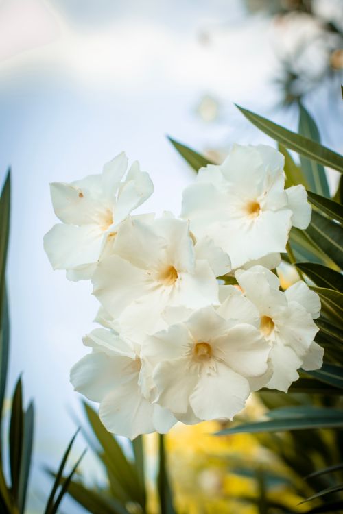 Free A vibrant close-up of white oleander flowers with green leaves against a blue sky background. Stock Photo