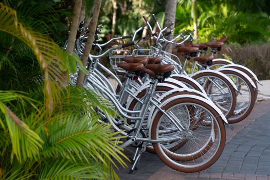 A row of bicycles parked outdoors amidst lush greenery in daylight.