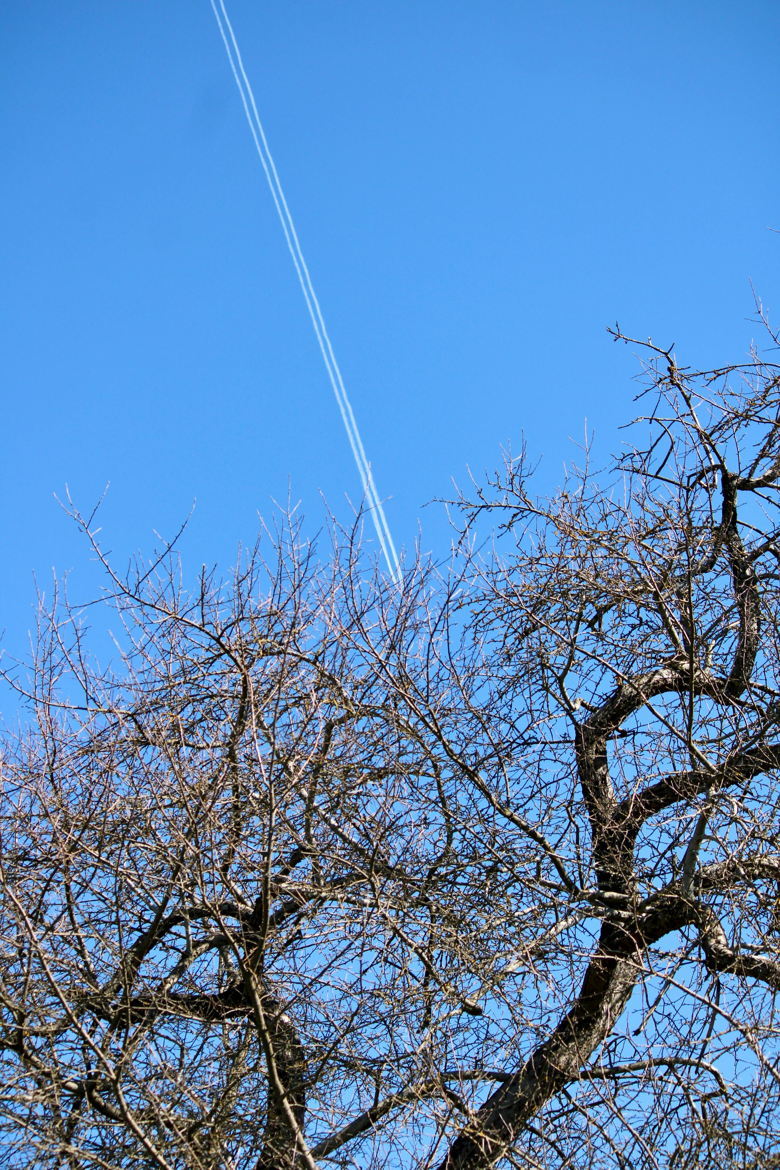 Gratis Una scia di condensazione attraversa un cielo azzurro e terso sopra alberi spogli in inverno. Foto a disposizione