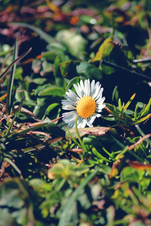 Free A vibrant daisy flower blooming among lush green grass in sunlight. Stock Photo