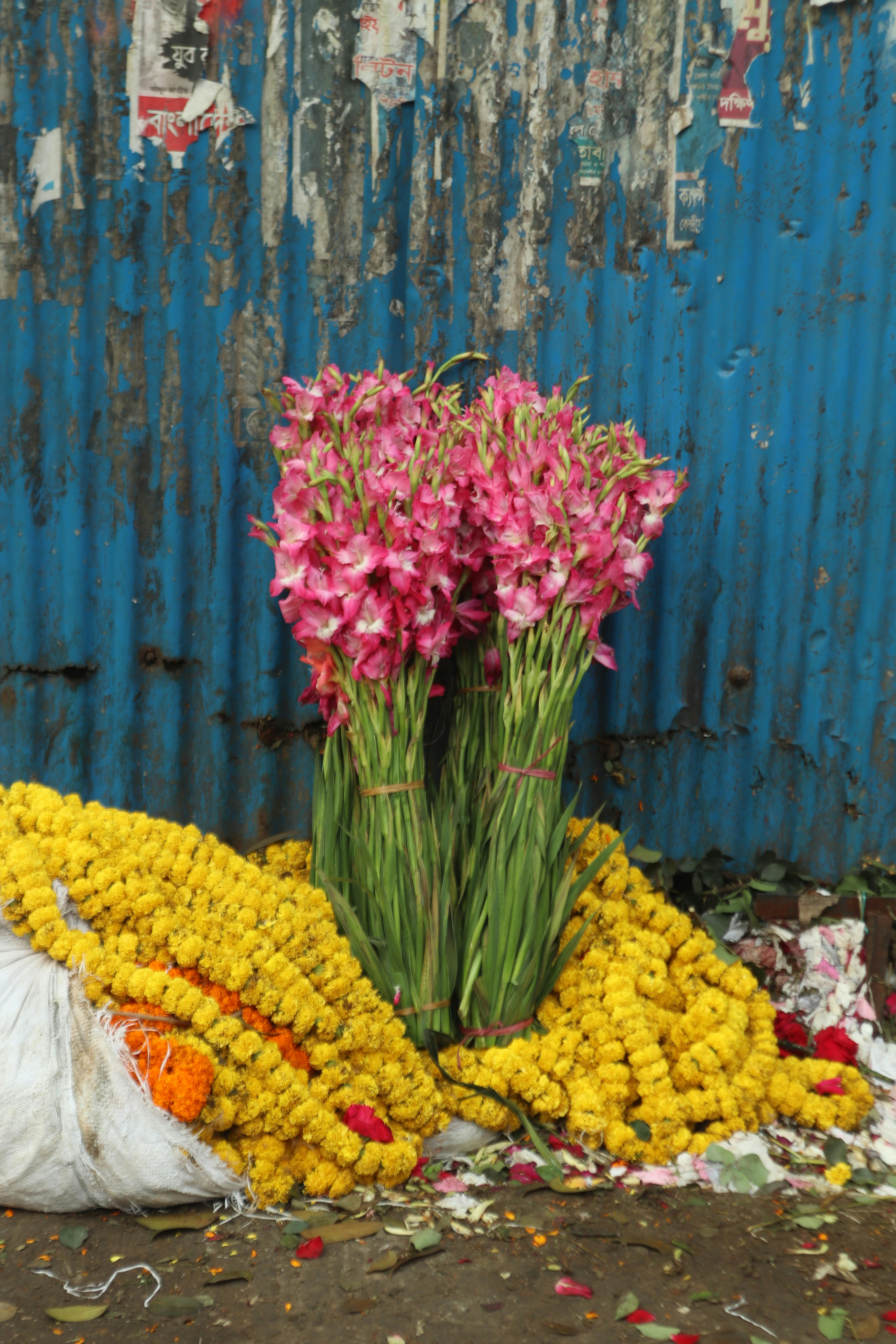 [ColoSach]-bright-pink-and-yellow-flowers-against-a-textured-blue-wall-create-a-vivid-contrast.