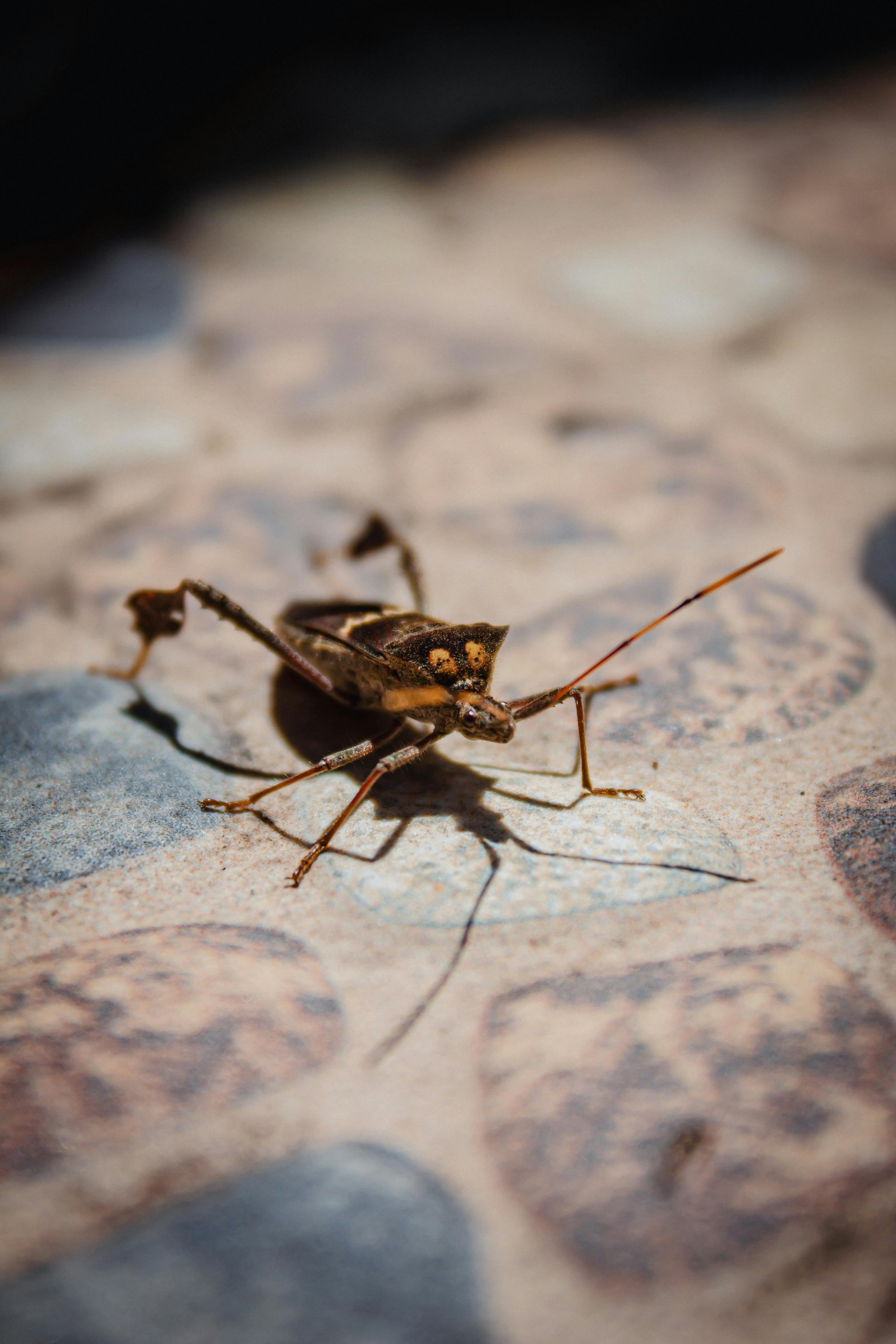 Macro shot of a brown bug on a textured surface in Colombia, displaying intricate details and natural habitat.