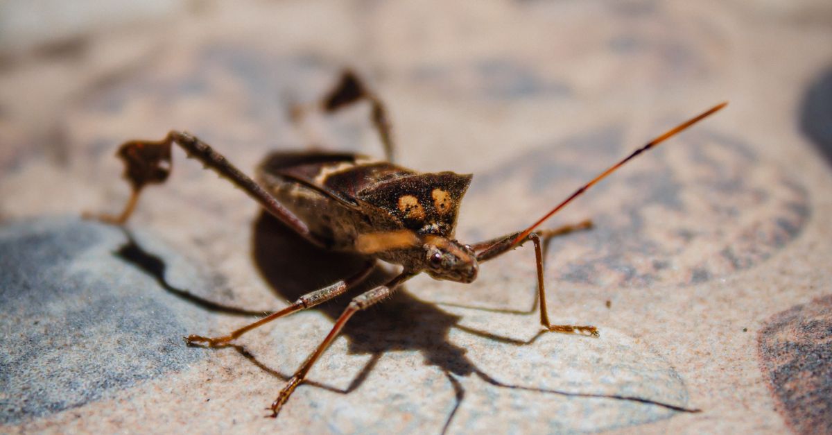Textured Bug Close-up of a Brown Bug on a Textured Surface · Free Stock Photo