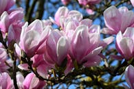 Close-Up of Pink Magnolia Blooms in Spring